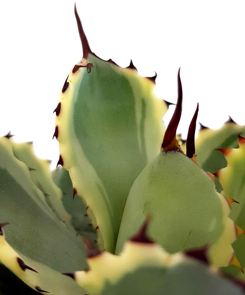 Agave potatorum Variegata - Sukkulente