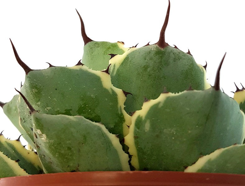 Agave potatorum Variegata - Sukkulente