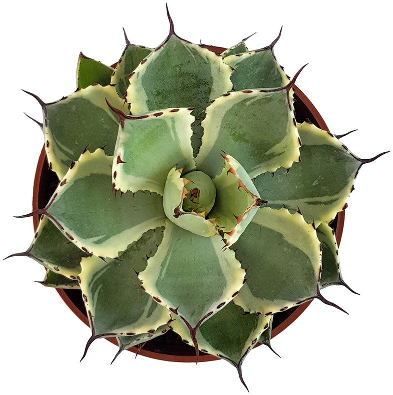 Agave potatorum Variegata - Sukkulente