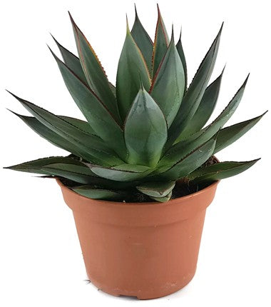 Agave "Shaka Zulu" - Sukkulente