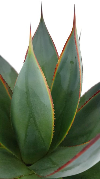 Agave "Shaka Zulu" - Sukkulente