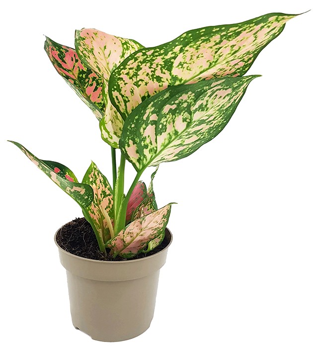 Aglaonema "Spotted Star" - freundlicher Kolbenfaden