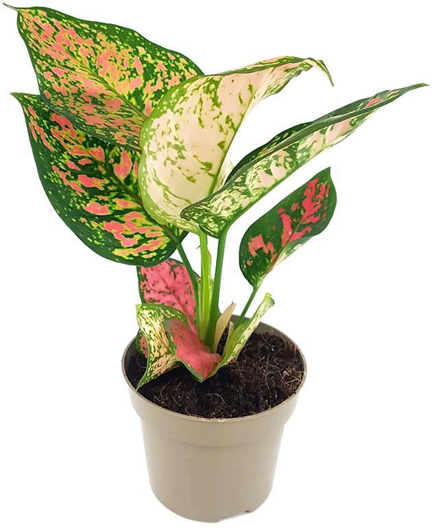 Aglaonema "Spotted Star" - freundlicher Kolbenfaden