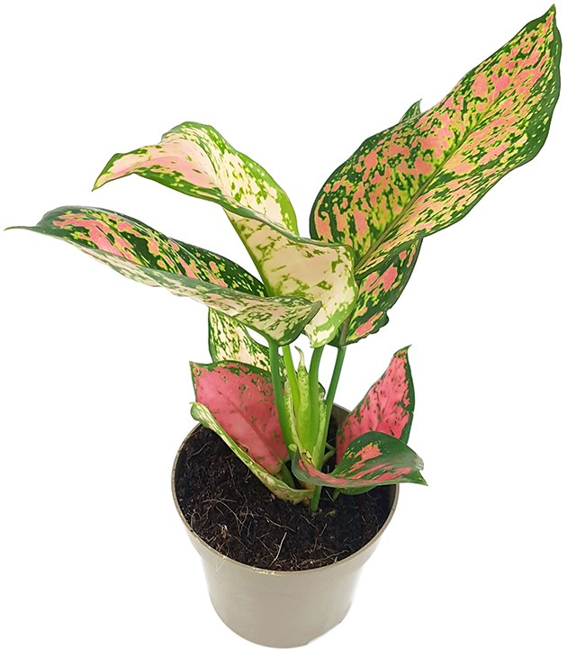 Aglaonema "Spotted Star" - freundlicher Kolbenfaden