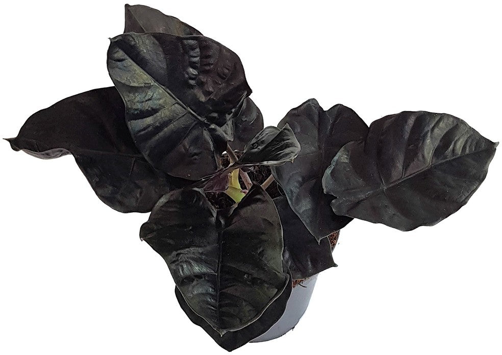 Alocasia infernalis "Black Magic" - schwarzes Elefantenohr