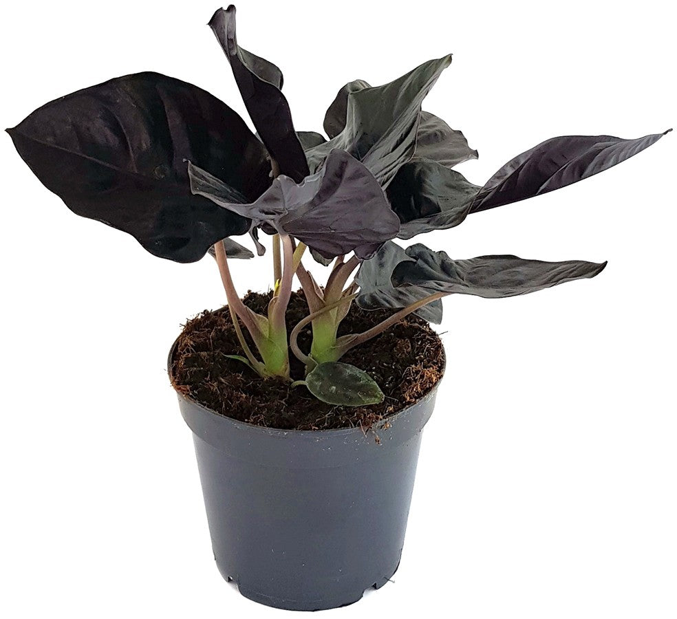 Alocasia infernalis "Black Magic" - schwarzes Elefantenohr