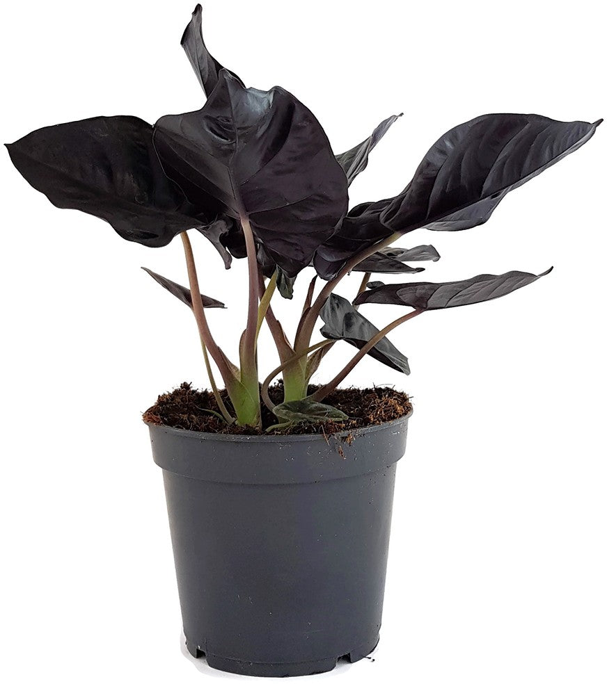 Alocasia infernalis "Black Magic" - schwarzes Elefantenohr