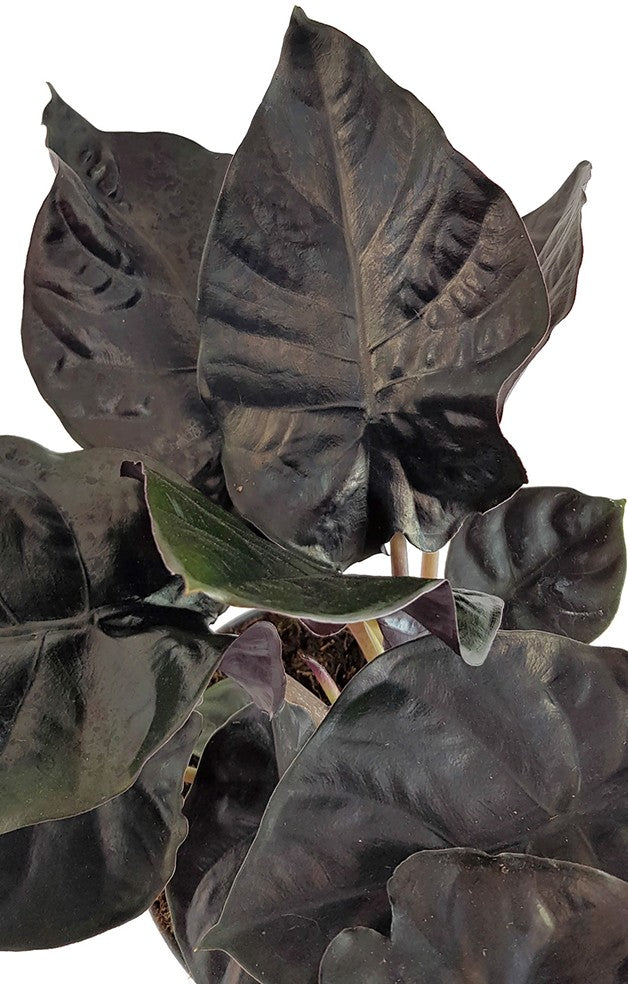 Alocasia infernalis "Black Magic" - schwarzes Elefantenohr