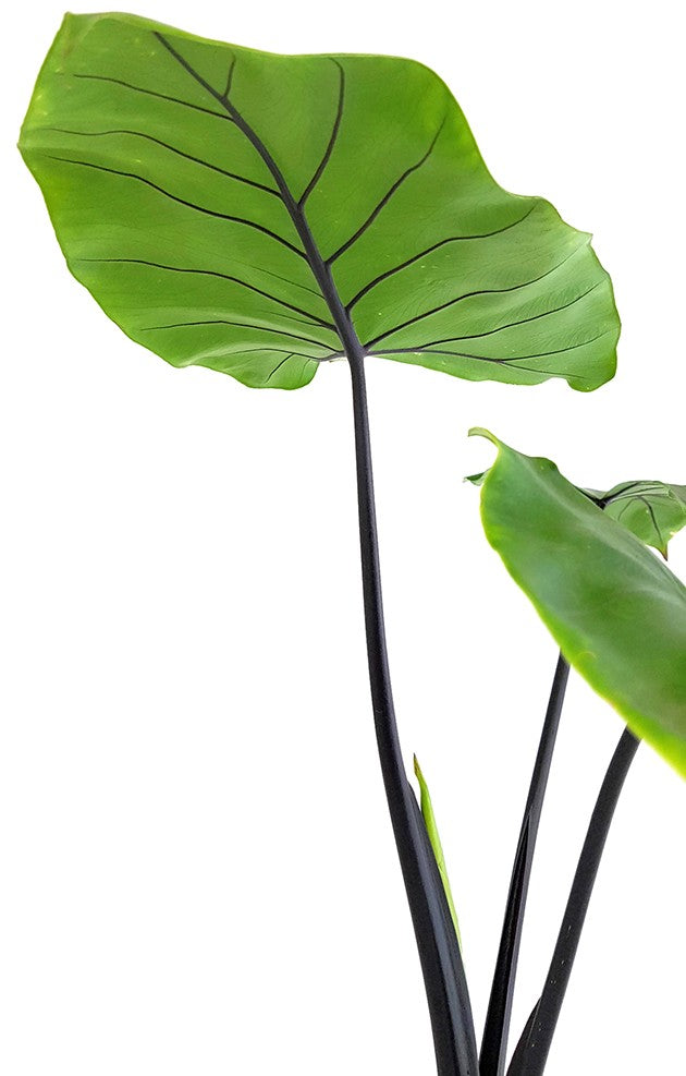 Alocasia macrorrhiza "Black Stem" - schwarzstieliges Elefantenohr