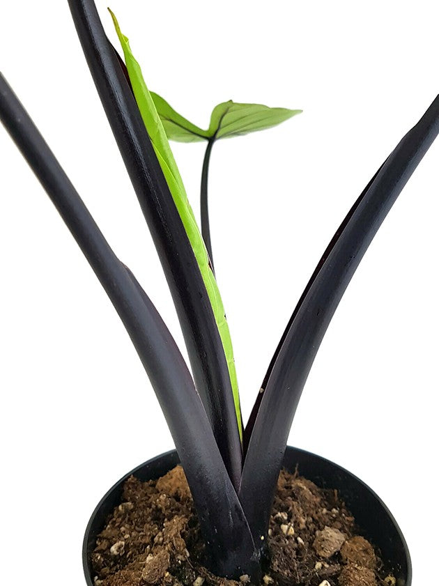 Alocasia macrorrhiza "Black Stem" - schwarzstieliges Elefantenohr