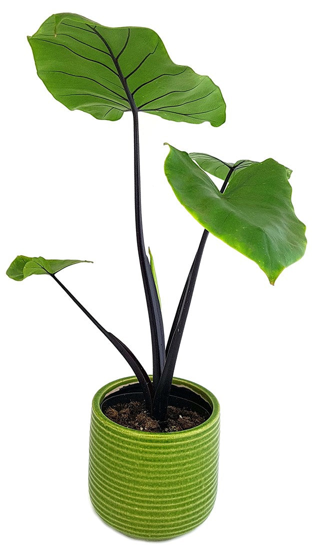 Alocasia macrorrhiza "Black Stem" - schwarzstieliges Elefantenohr