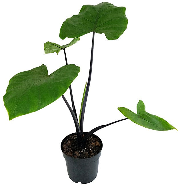 Alocasia macrorrhiza "Black Stem" - schwarzstieliges Elefantenohr