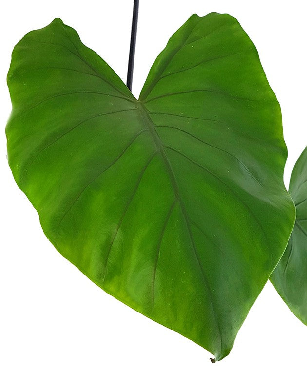 Alocasia macrorrhiza "Black Stem" - schwarzstieliges Elefantenohr