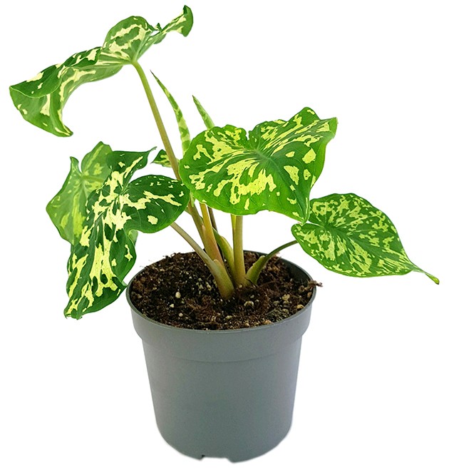 Colocasia esculenta "Hilo Beauty" - neuartige Taropflanze