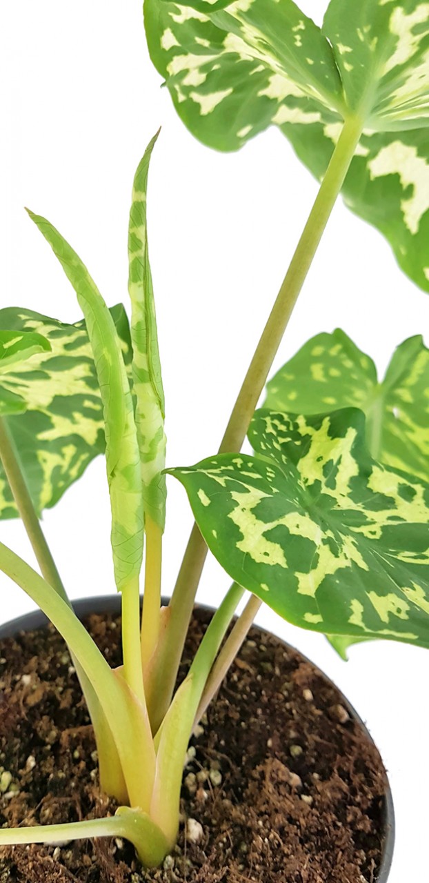 Colocasia esculenta "Hilo Beauty" - neuartige Taropflanze
