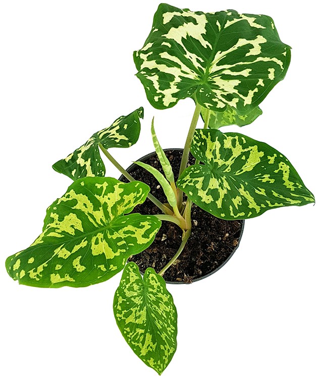 Colocasia esculenta "Hilo Beauty" - neuartige Taropflanze