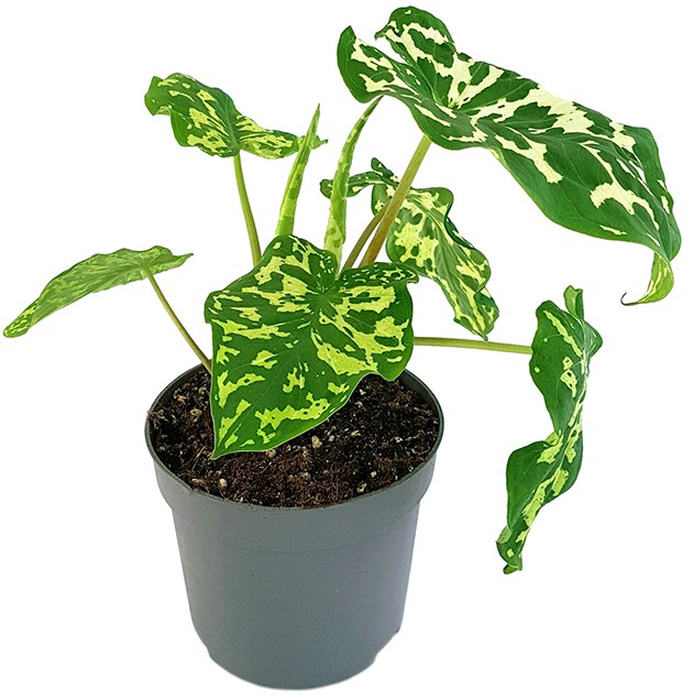 Colocasia esculenta "Hilo Beauty" - neuartige Taropflanze