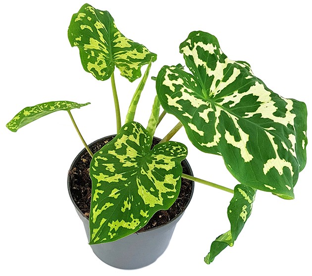 Colocasia esculenta "Hilo Beauty" - neuartige Taropflanze