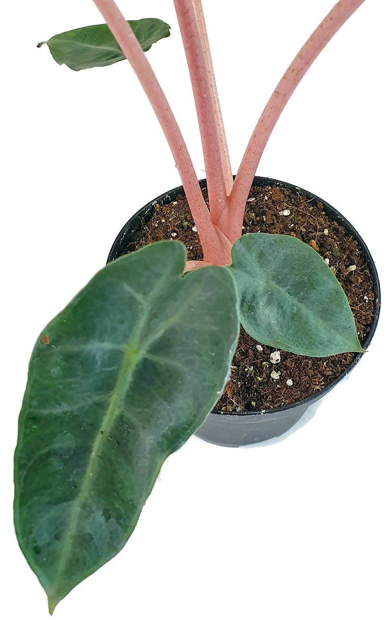 Alocasia baginda "Pink Dragon" - Pfeilblatt