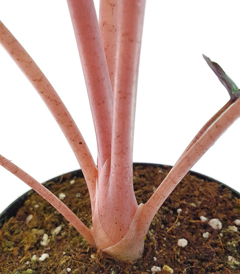Alocasia baginda "Pink Dragon" - Pfeilblatt