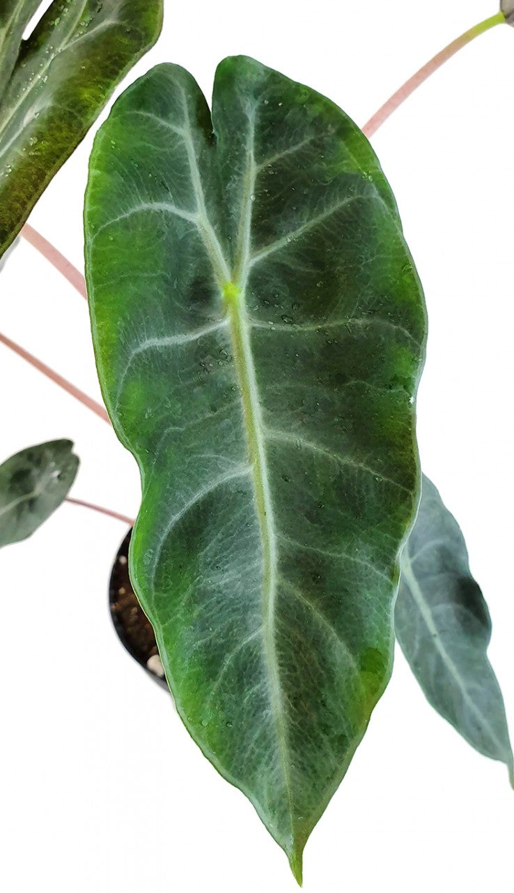 Alocasia baginda "Pink Dragon" - Pfeilblatt