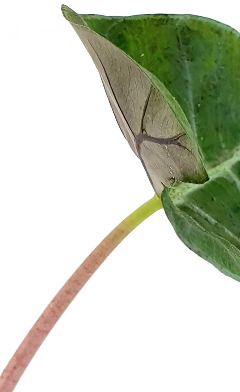Alocasia baginda "Pink Dragon" - Pfeilblatt
