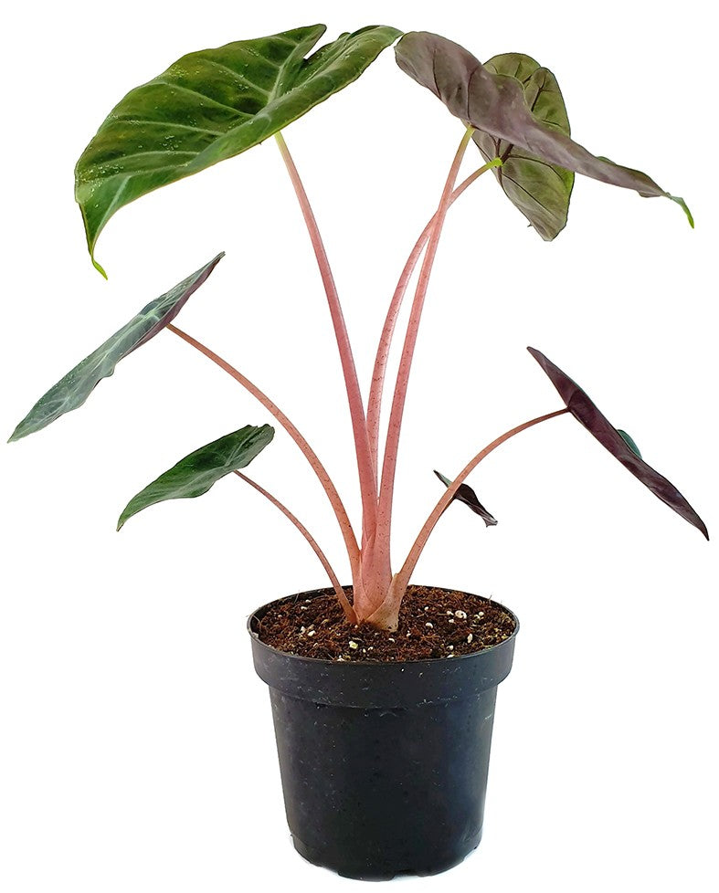 Alocasia baginda "Pink Dragon" - Pfeilblatt