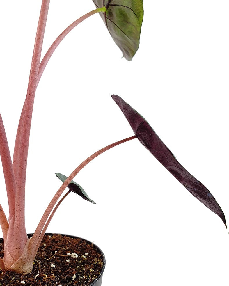 Alocasia baginda "Pink Dragon" - Pfeilblatt