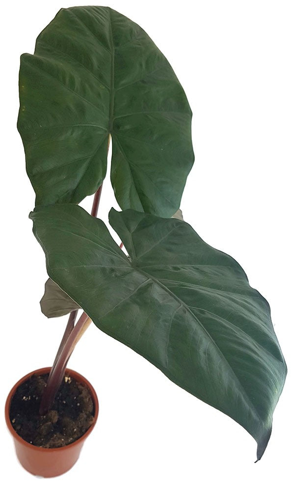 Alocasia "Yucatan Princess" - violettes Pfeilblatt