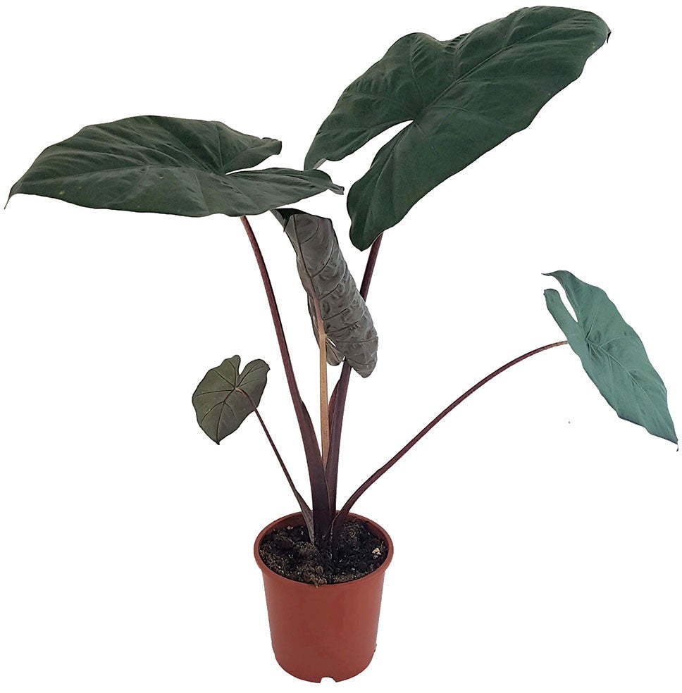 Alocasia "Yucatan Princess" - violettes Pfeilblatt