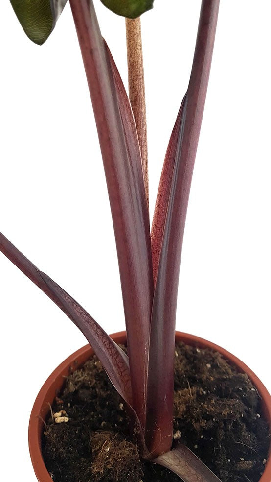 Alocasia "Yucatan Princess" - violettes Pfeilblatt