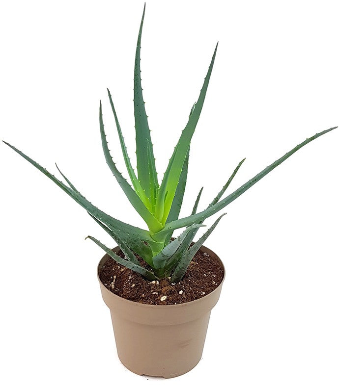 Aloe "Blue Elf" - Sukkulente