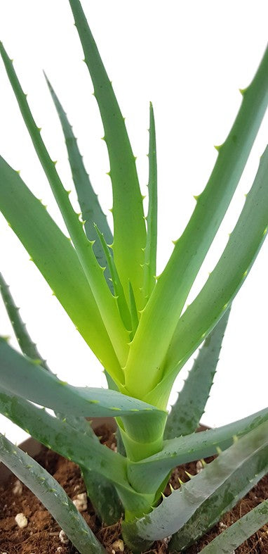 Aloe "Blue Elf" - Sukkulente