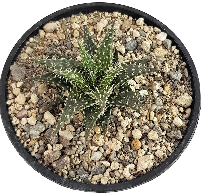 Aloe cv. "Pepe" - Sukkulente