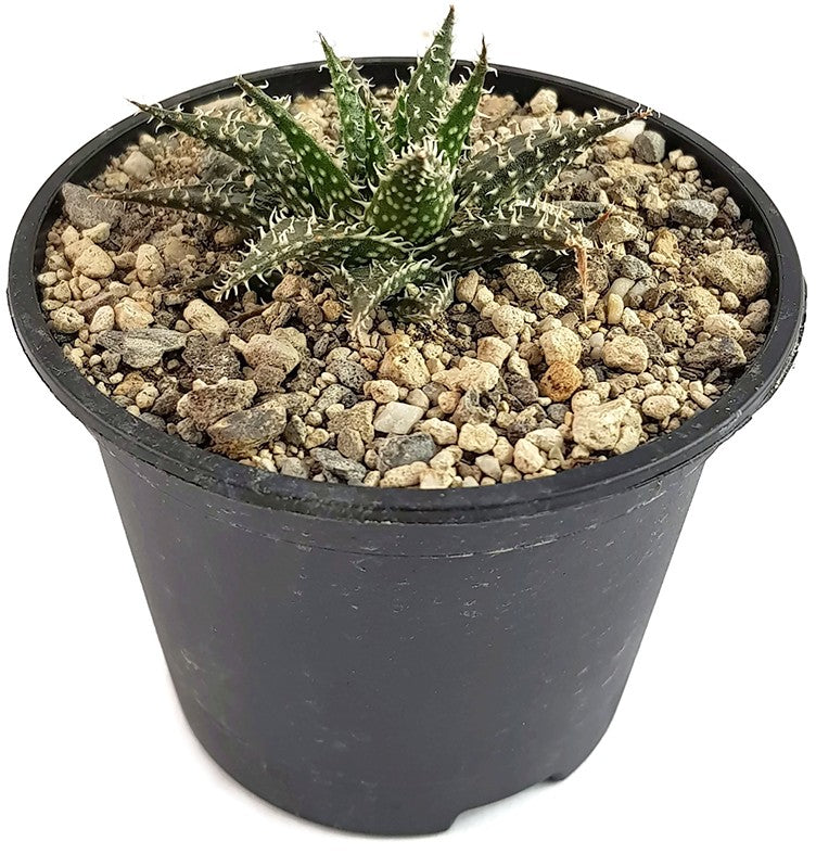 Aloe cv. "Pepe" - Sukkulente