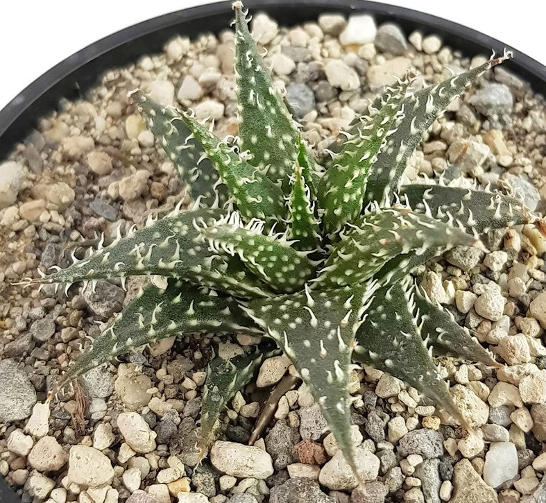 Aloe cv. "Pepe" - Sukkulente