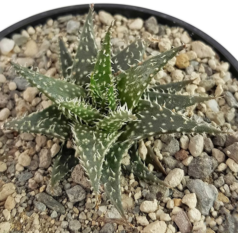 Aloe cv. "Pepe" - Sukkulente