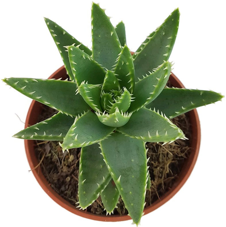 Aloe perfoliata - Schuttaloe