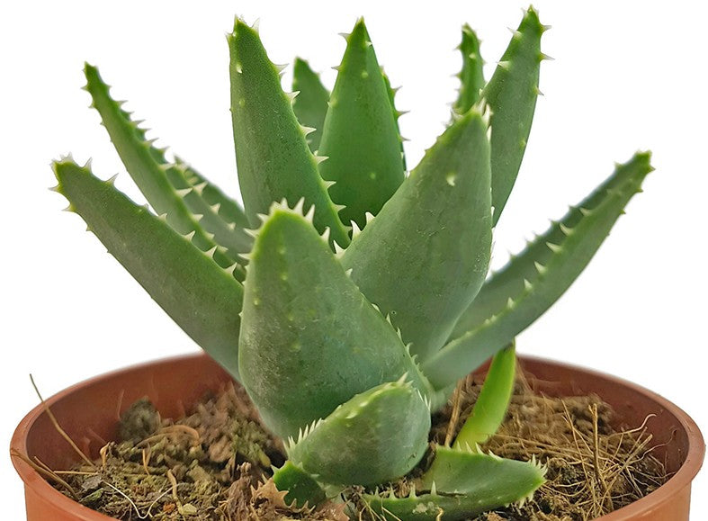 Aloe perfoliata - Schuttaloe