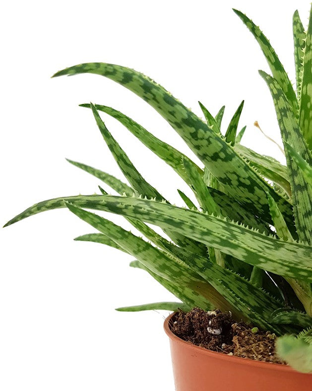Aloe "Spider" - Spinnenaloe