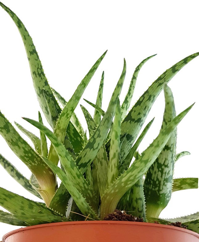 Aloe "Spider" - Spinnenaloe