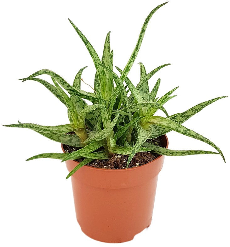 Aloe "Spider" - Spinnenaloe