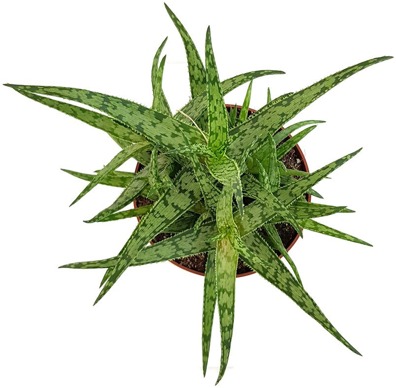 Aloe "Spider" - Spinnenaloe