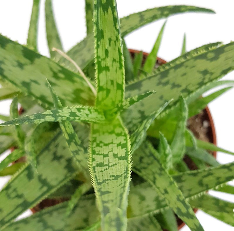 Aloe "Spider" - Spinnenaloe