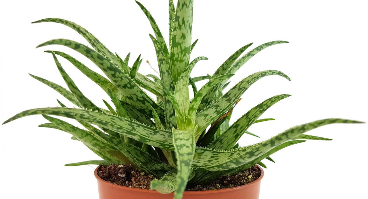 Aloe "Spider" - Spinnenaloe