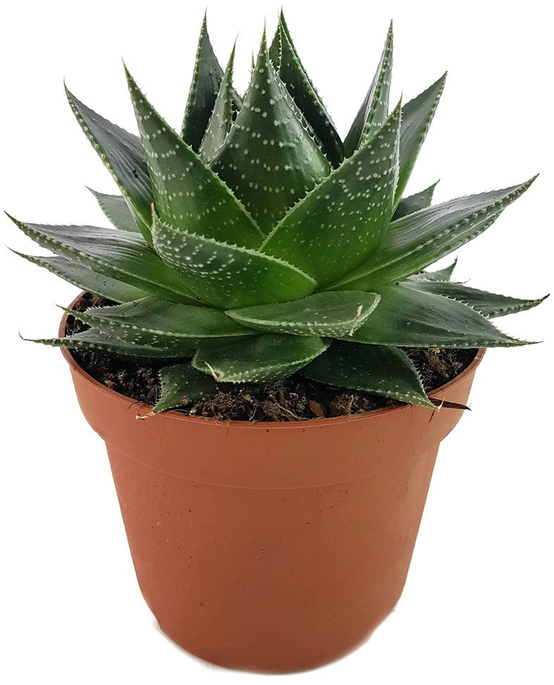Aloe "Cosmo" - kugelige Aloe