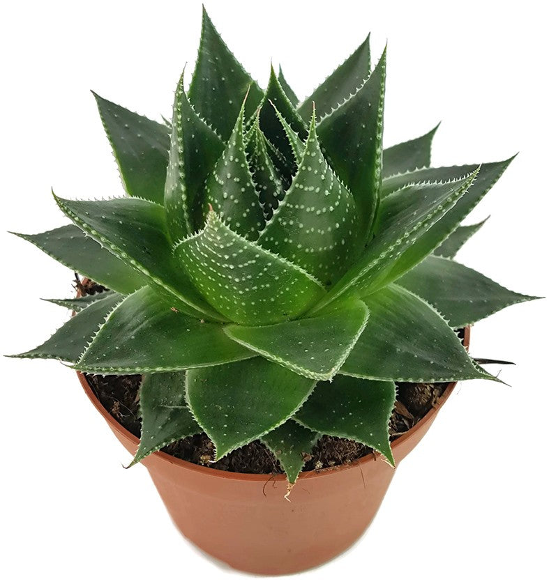 Aloe "Cosmo" - kugelige Aloe