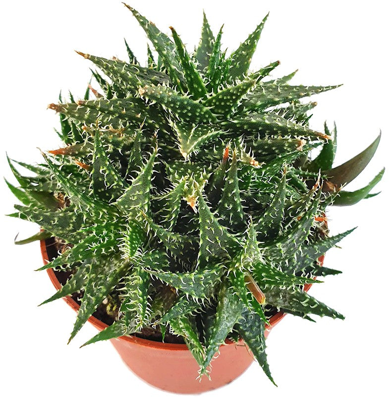 Aloe haworthioides - Sukkulente