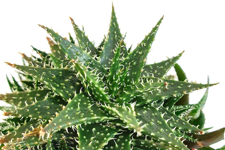 Aloe haworthioides - Sukkulente