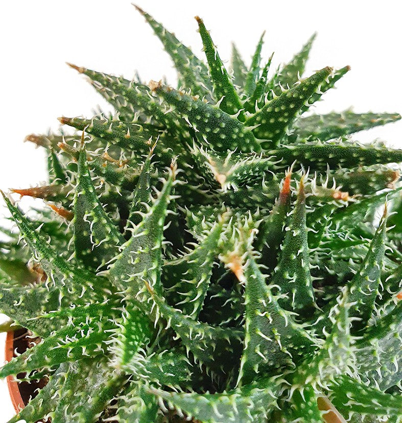 Aloe haworthioides - Sukkulente